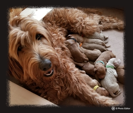 Medium Photo #1 Goldendoodle Puppy For Sale in STERLING, IL, USA