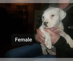 Small Photo #9 American Bully Puppy For Sale in MOTLEY, MN, USA