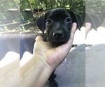 Small #16 Labrador Retriever