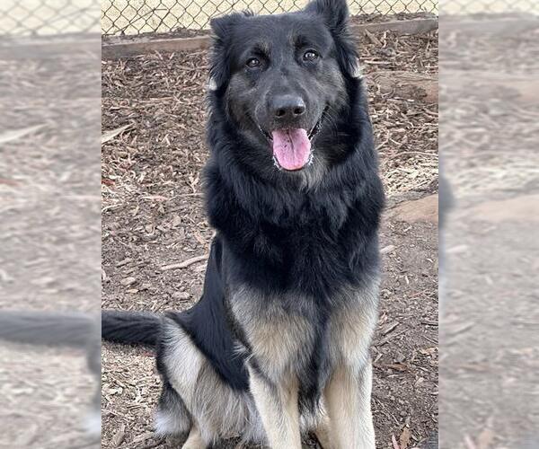 Medium Photo #1 German Shepherd Dog Puppy For Sale in Fremont, CA, USA