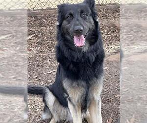 German Shepherd Dog Dogs for adoption in Fremont, CA, USA