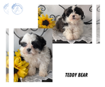 Small Photo #24 Zuchon Puppy For Sale in GOSHEN, IN, USA