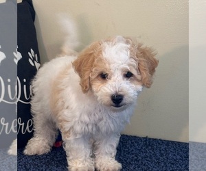 Bichon Frise-Cavachon Mix Puppy for sale in MOUNT VERNON, OH, USA