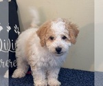 Small Bichon Frise-Cavachon Mix