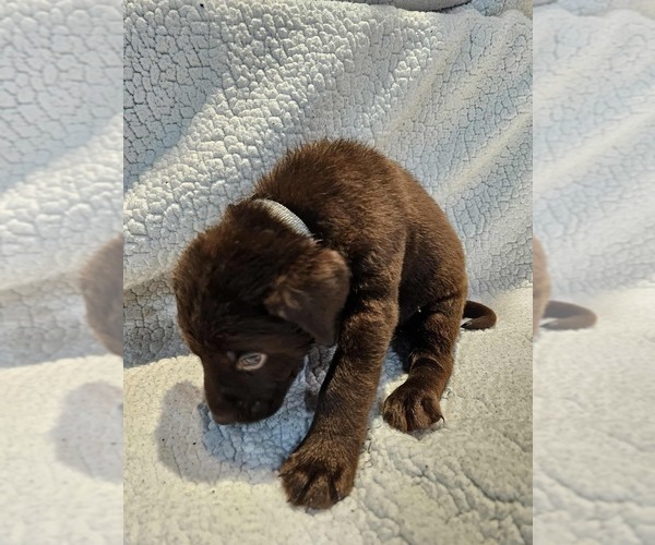 Medium Photo #3 Labrador Retriever Puppy For Sale in Gagetown, MI, USA