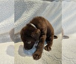Small #2 Labrador Retriever