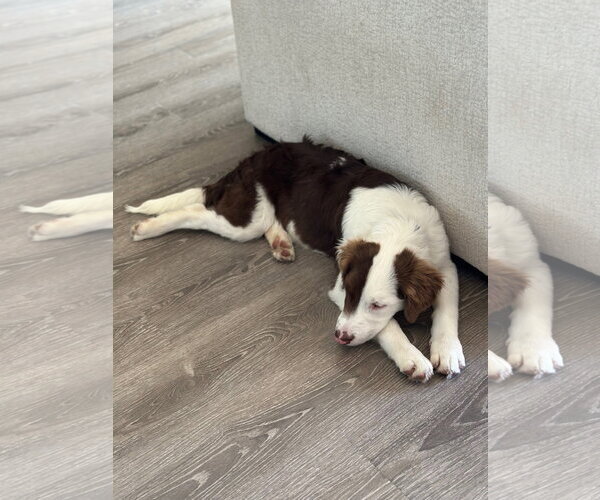 Medium Photo #13 Border Collie-Unknown Mix Puppy For Sale in Sandy, UT, USA