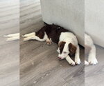 Small #12 Border Collie Mix