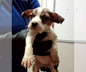 Mutt Dogs for adoption in Martinez, CA, USA