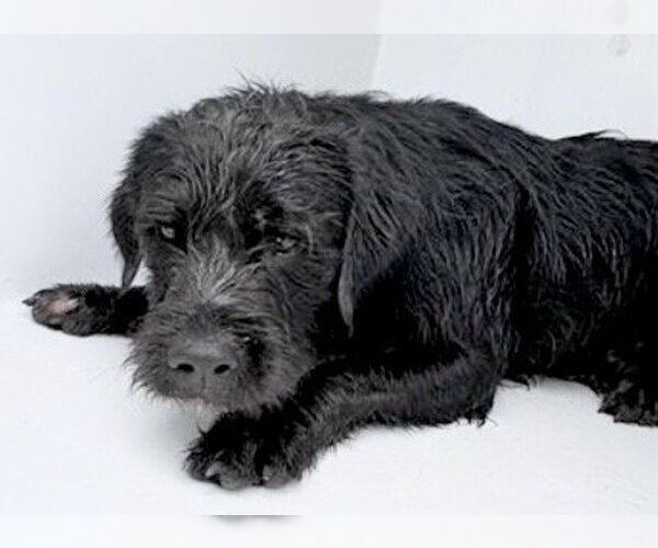 Medium Photo #1 Labrador Retriever-Unknown Mix Puppy For Sale in Houston, TX, USA