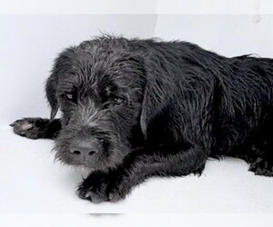 Labrador Retriever-Unknown Mix Dogs for adoption in Houston, TX, USA