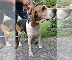 Small #1 Treeing Walker Coonhound