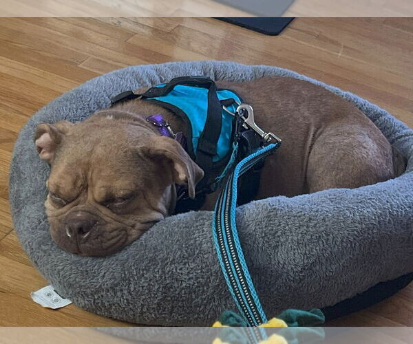 Medium Photo #4 Bulldog Puppy For Sale in Mundelein, IL, USA