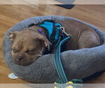 Small #3 Bulldog