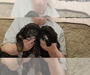 Lhasa-Poo Puppy for sale in AMADO, AZ, USA