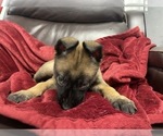 Small Photo #46 Belgian Malinois Puppy For Sale in REESEVILLE, WI, USA