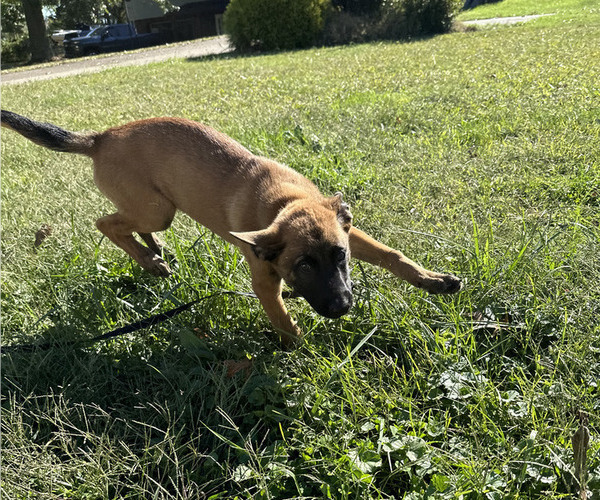 Medium Photo #45 Belgian Malinois Puppy For Sale in S CHARLESTON, WV, USA