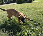 Small Photo #45 Belgian Malinois Puppy For Sale in S CHARLESTON, WV, USA
