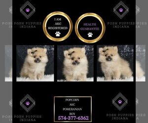 Pomeranian Puppy for sale in WARSAW, IN, USA