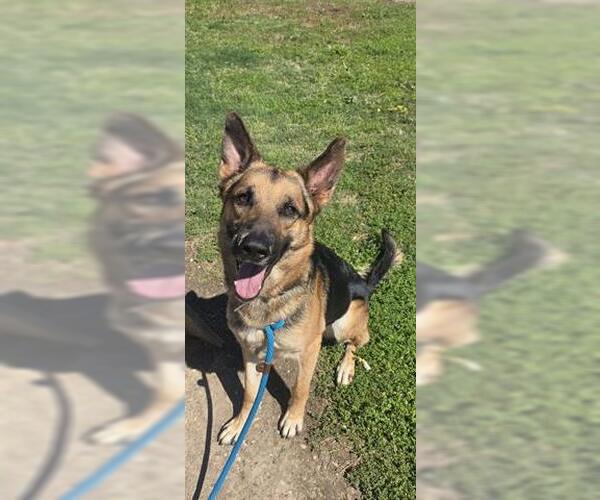 Medium Photo #2 German Shepherd Dog Puppy For Sale in Houston, TX, USA