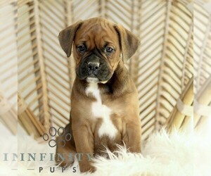 Boxador Puppy for sale in NEW HOLLAND, PA, USA