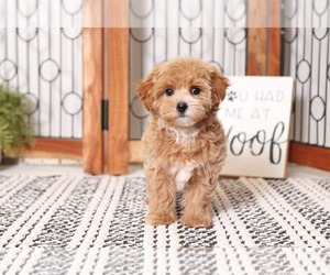 Maltipoo Puppy for sale in NAPLES, FL, USA