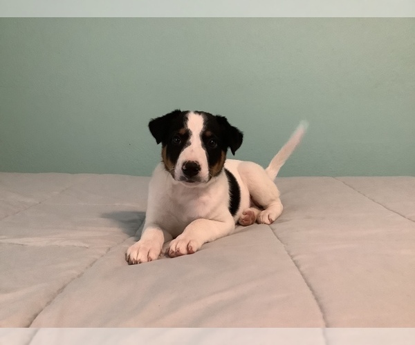 Medium Photo #5 Australian Cattle Dog-Border Collie Mix Puppy For Sale in HILLSBORO, WI, USA