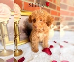 Small #7 Poodle (Toy)