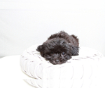 Small Photo #2 Mal-Shi Puppy For Sale in MARIETTA, GA, USA