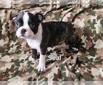 Small #3 Boston Terrier