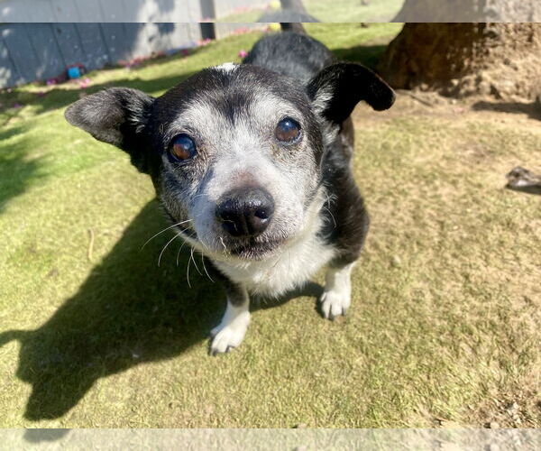 Medium Photo #3 Chihuahua Puppy For Sale in Newport Beach, CA, USA