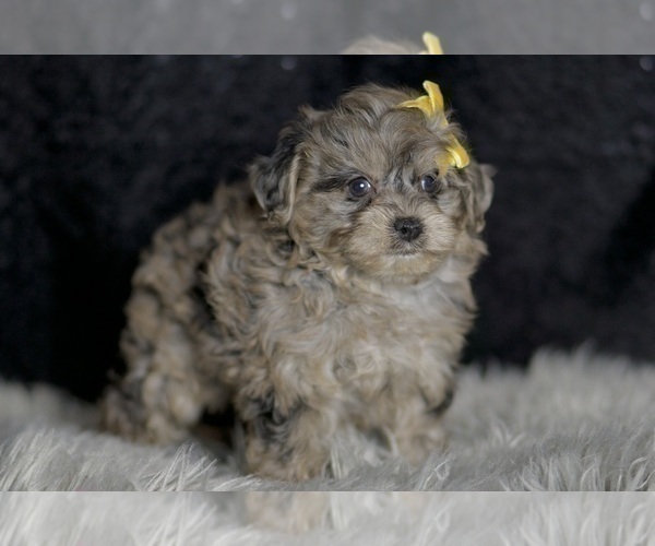 Medium Photo #2 YorkiePoo Puppy For Sale in WARSAW, IN, USA