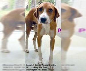 Pongo Beaufort - Male Retriever -Unknown Mix Dog for Adoption - Photo #20