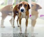 Small #19 Retriever  Mix