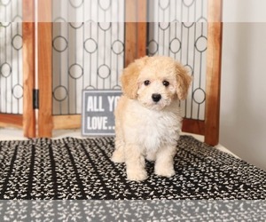 Cavapoo Puppy for sale in NAPLES, FL, USA