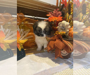 Shiranian Puppy for sale in MOUNT CLEMENS, MI, USA