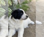 Puppy 3 Border-Aussie