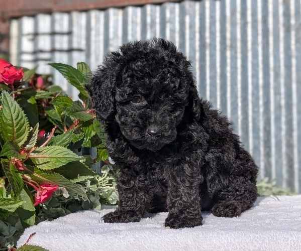 Medium Photo #3 Poodle (Toy) Puppy For Sale in GOSHEN, IN, USA