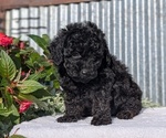 Small Photo #27 Poodle (Toy) Puppy For Sale in GOSHEN, IN, USA
