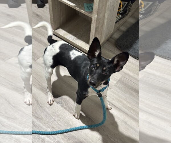 Medium Photo #5 Rat Terrier-Unknown Mix Puppy For Sale in Rockaway, NJ, USA