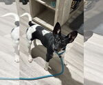 Small #4 Rat Terrier Mix