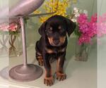 Small #11 Labrador Retriever Mix