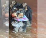 Small #6 Yorkshire Terrier