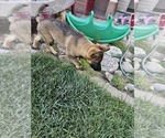 Small Photo #9 German Shepherd Dog Puppy For Sale in MODESTO, CA, USA