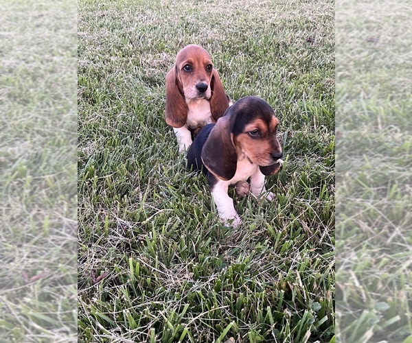 Medium Photo #1 Basset Hound Puppy For Sale in PEEBLES, OH, USA