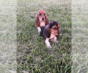 Basset Hound Puppy for sale in PEEBLES, OH, USA