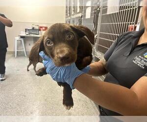 Labrador Retriever-Unknown Mix Dogs for adoption in Houston, TX, USA