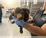 Small Labrador Retriever Mix
