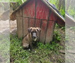 Small Mutt