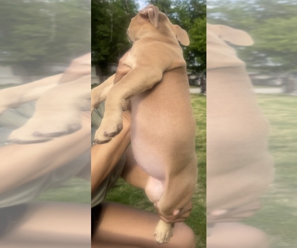 Medium Photo #37 American Bully Puppy For Sale in LAKE STATION, IN, USA